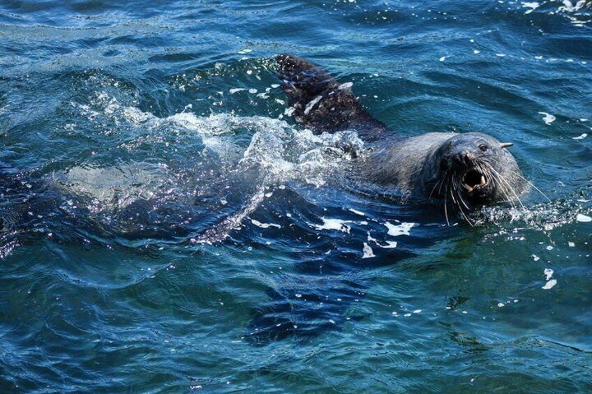 Bull seals during the summer months