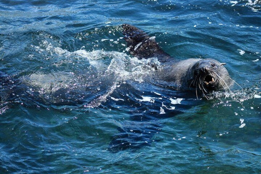 Bull seals during the summer months