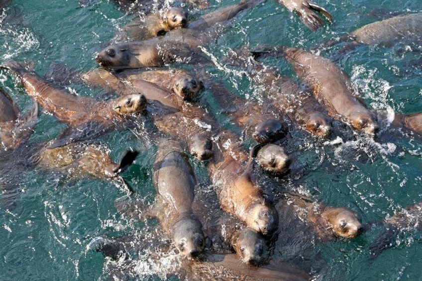 Seals come up to the boat