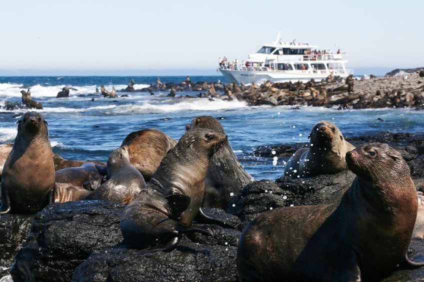 Seal Rocks at Phillip Island - Thousands of seals to see!