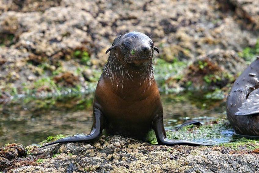 Seal Pup