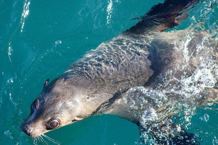 Australian fur seals