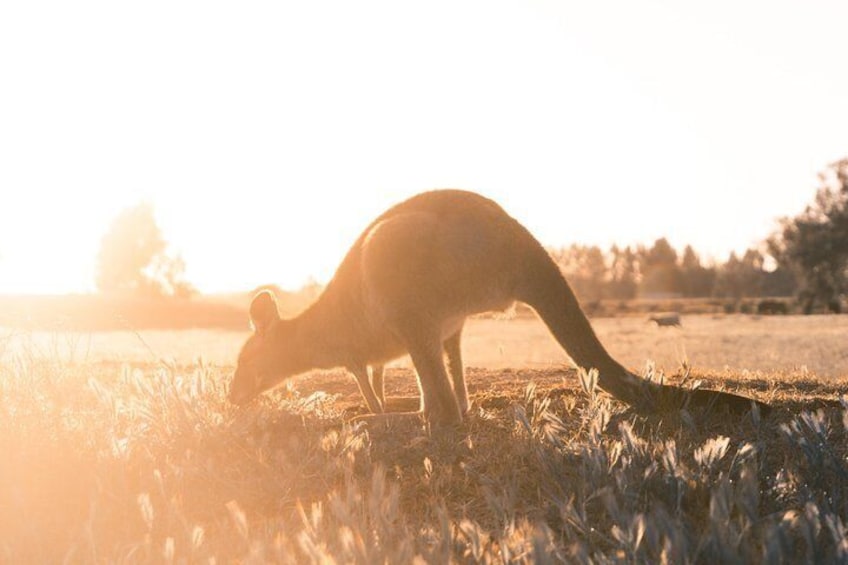 Kangaroos & Wallabies along the way.