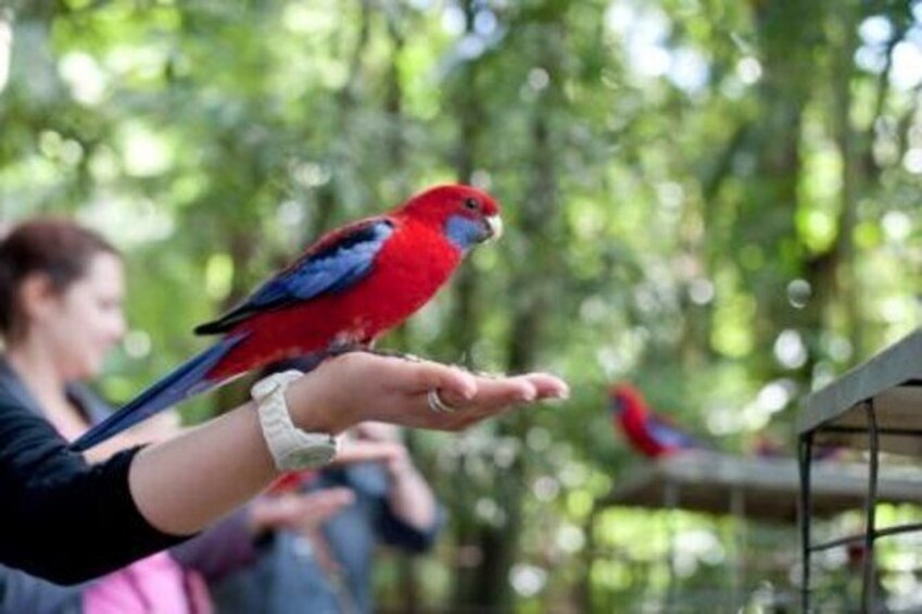 Springbrook National Park Discovery Full-Day Bushwalking Tour