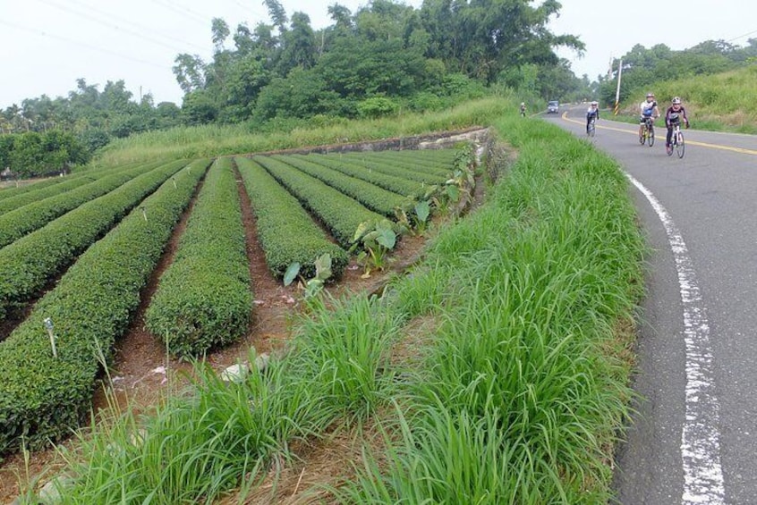 Black tea plantation.