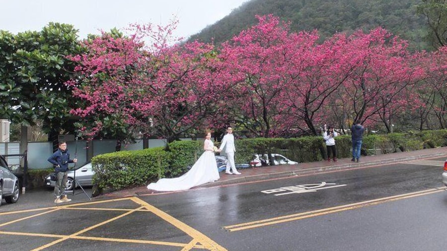 Cherry Blossom in Yaminshan NP.
