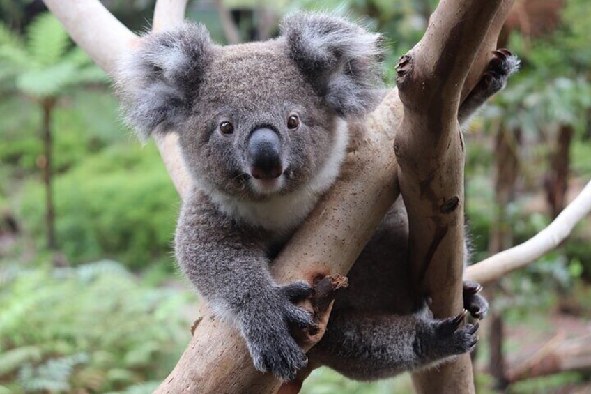 Koala