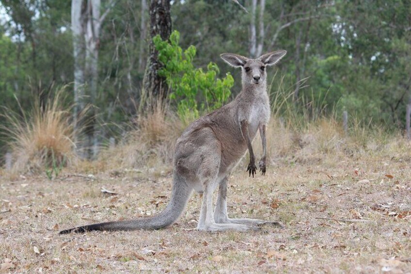 You will love seeing the Kangaroos