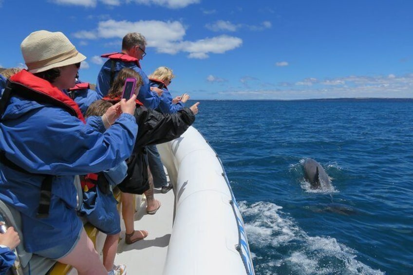 Dolphin watching on Kangaroo Island Ocean Safari