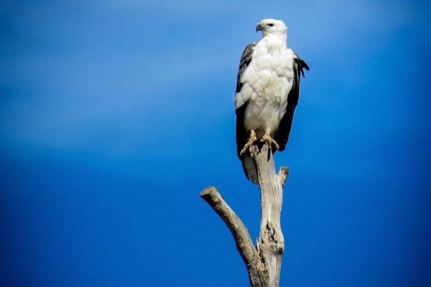 Resident White Bellied Sea Eagle on Kangaroo Island Ocean Safari 