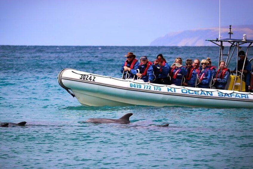 Kangaroo Island 75-Minute Ocean Safari