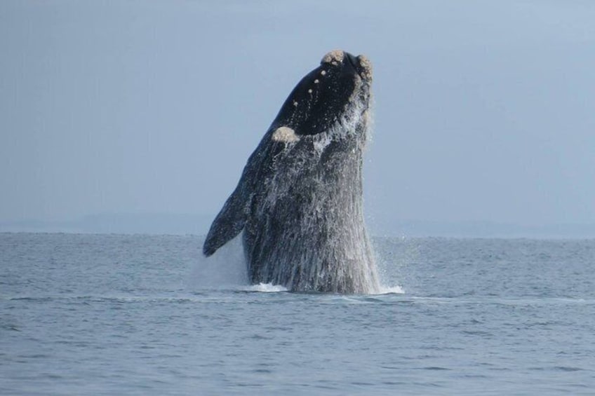 Whale Season on Kangaroo Island