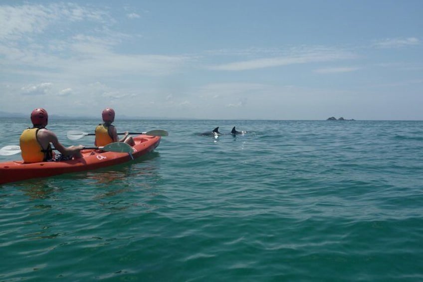 Kayaking with Dolphins in Byron Bay