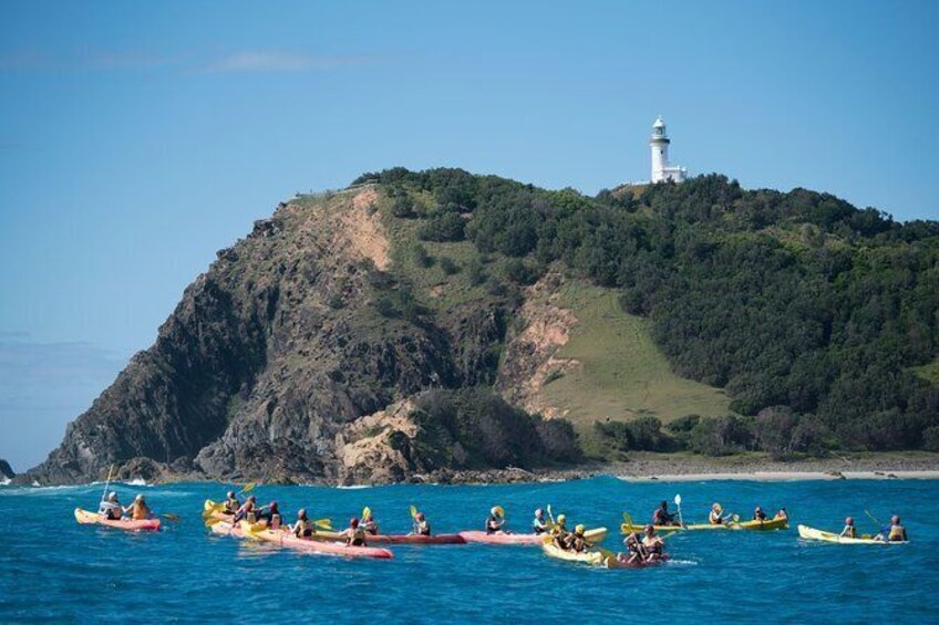 Kayaking with Dolphins in Byron Bay