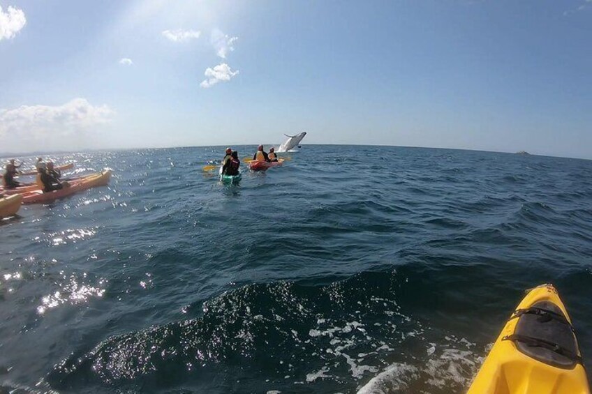 Kayaking with Dolphins in Byron Bay Guided Tour