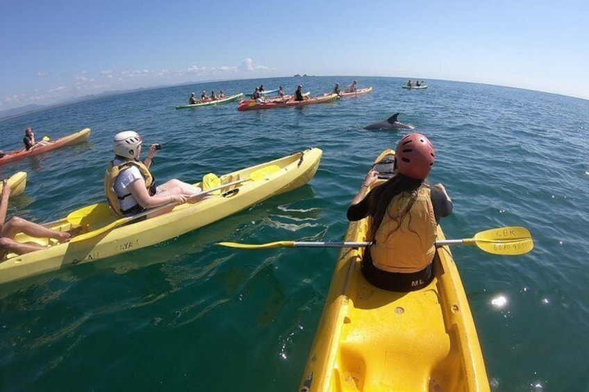Kayaking with Dolphins in Byron Bay Guided Tour