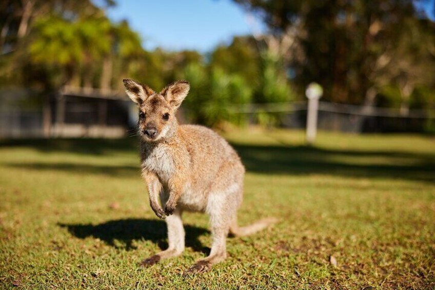 Wildlife Waterfalls and Wine Day Tour from Sydney