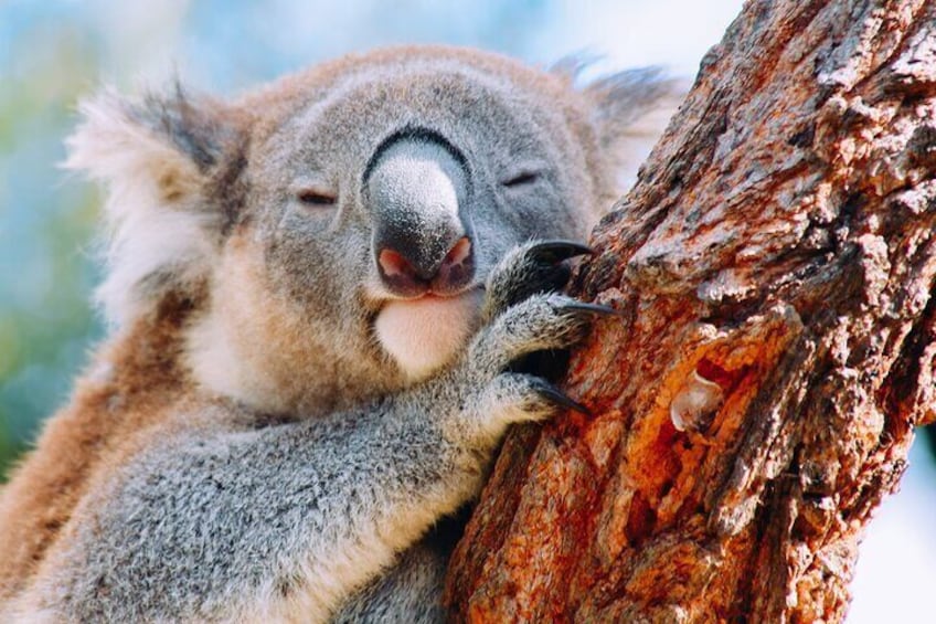 get up close to a koala