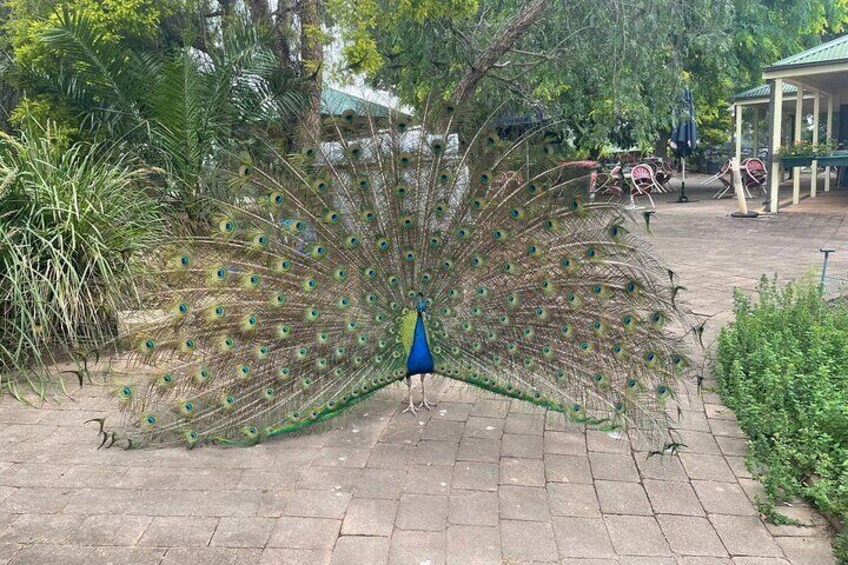 Calmsley Hill Farm resident