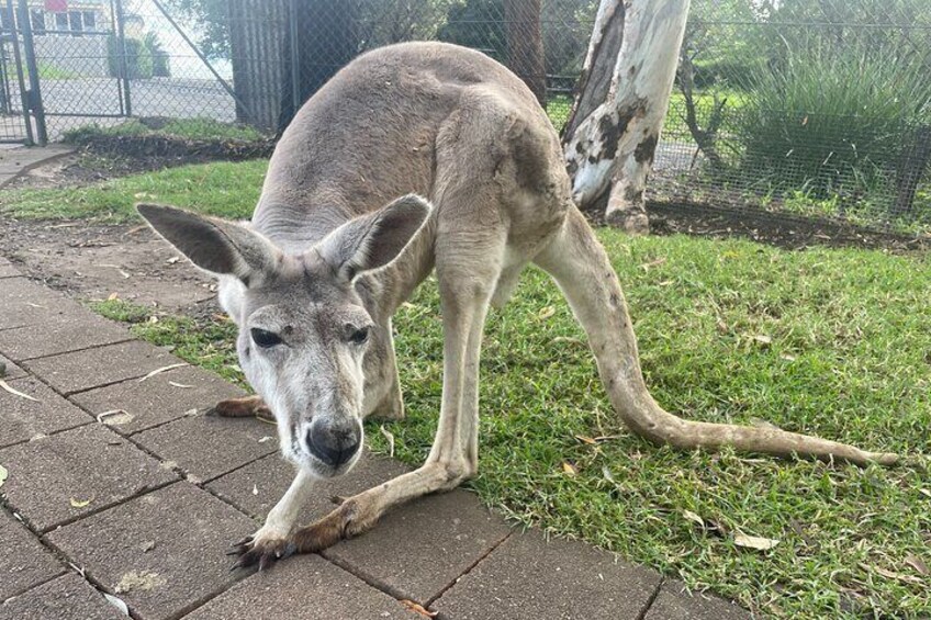 kangaroo