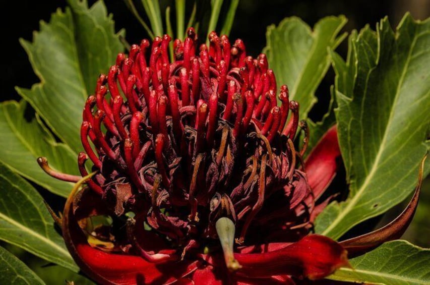 Waratah Flower