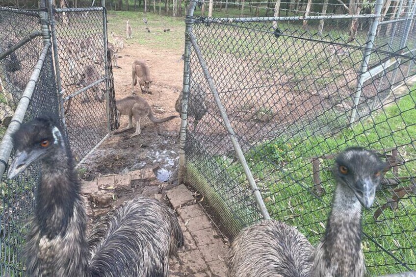 Emus at the Farm
