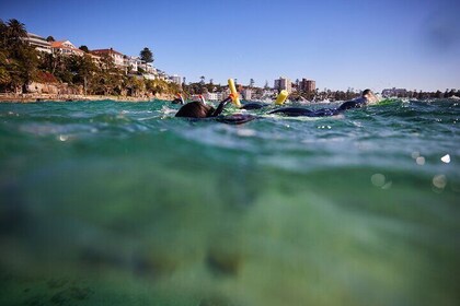 Caminata de snorkel y paseo por la naturaleza con guía local