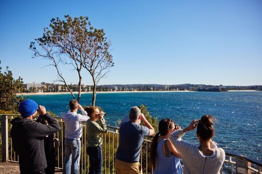 Manly Snorkel Trip and Nature Walk with Local Guide