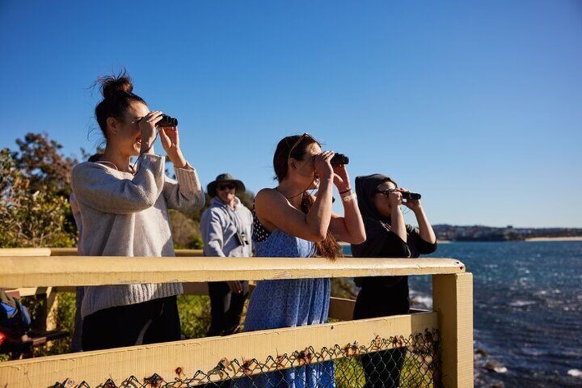 Manly Snorkel Trip and Nature Walk with Local Guide