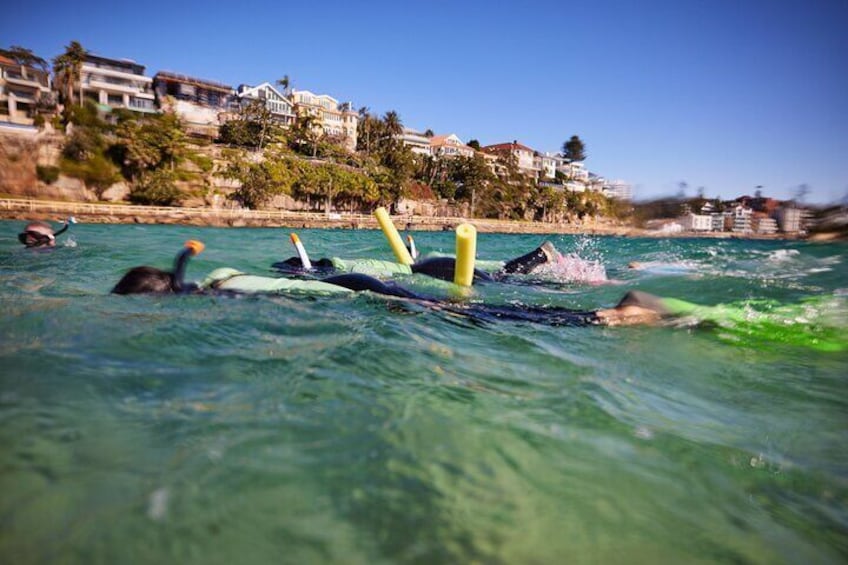 Manly Snorkel Trip and Nature Walk with Local Guide