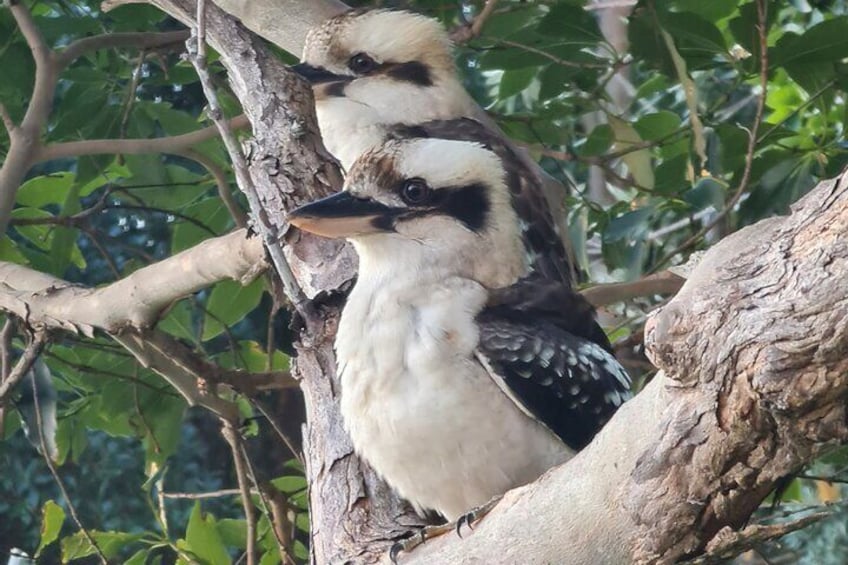 Kookaburras