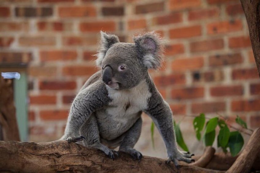 Koala