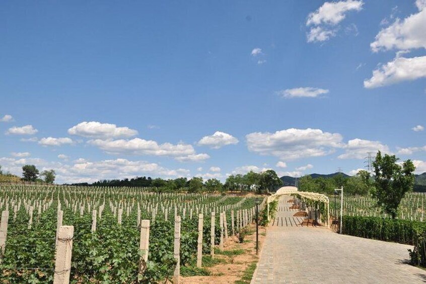 5-Hour Private Changyu Chateau Wine Tasting Tour from Beijing