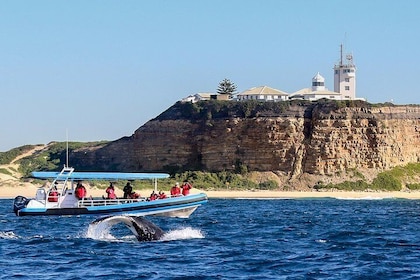 Humpback Whale Encounter Tour from Newcastle