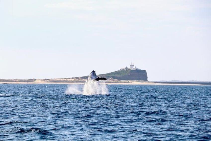 Whale and Nobbys Lighthouse