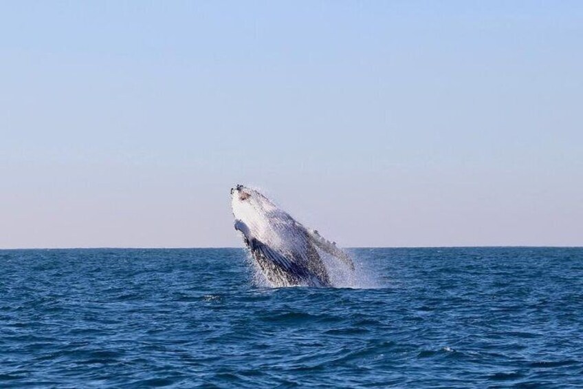 Humpback Whale