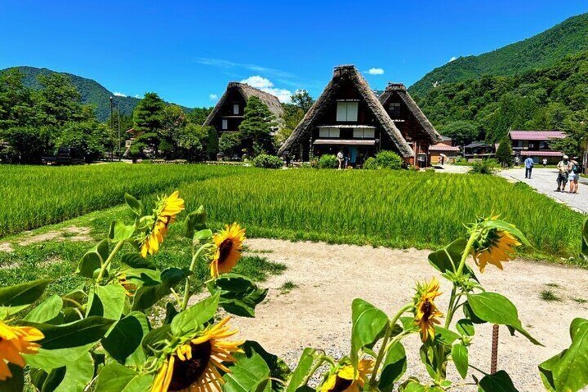 Shirakawago Summer