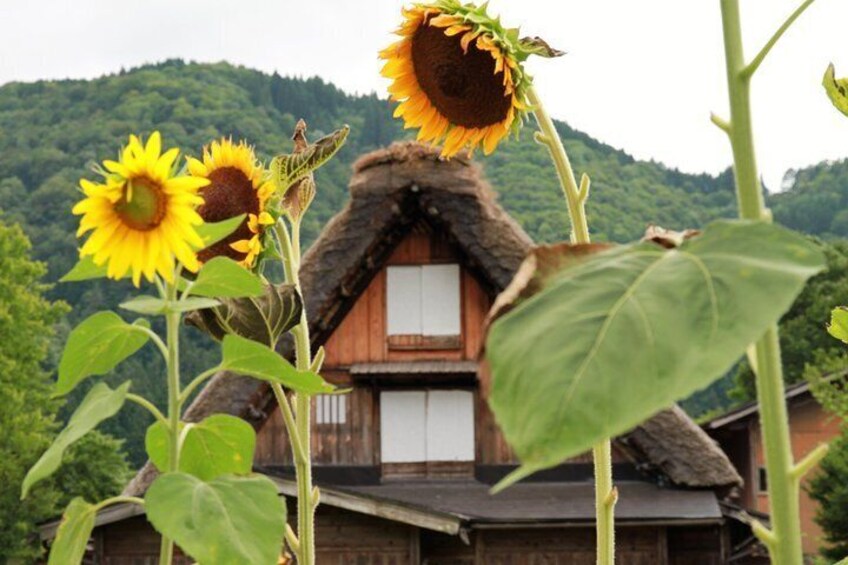 Shirakawago all season