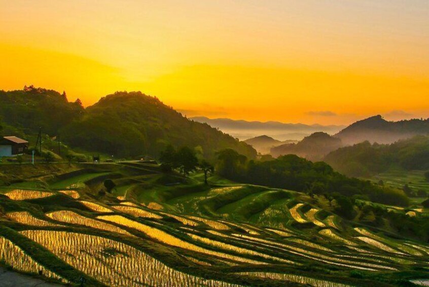 Senmaida Rice Fields