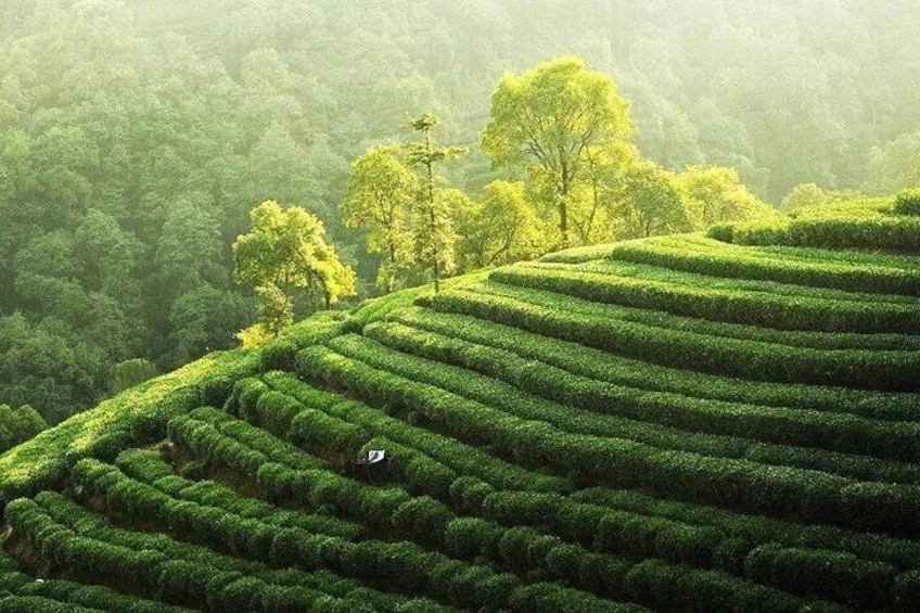 Tea Plantation