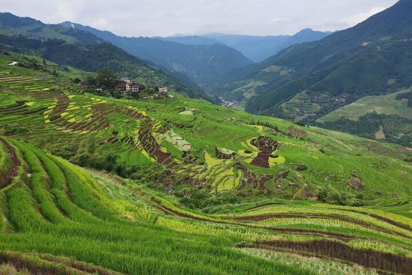 From Guilin/Yangshuo: Longji Rice Terraces and Ethnic Minority Village Day Tour
