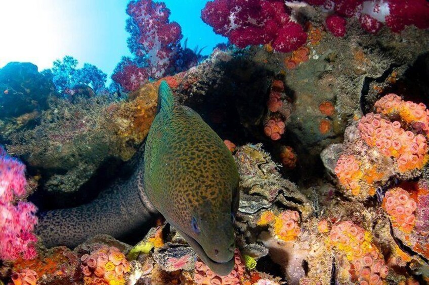 Scuba Dive the S.S. Yongala Wreck on the Great Barrier Reef.