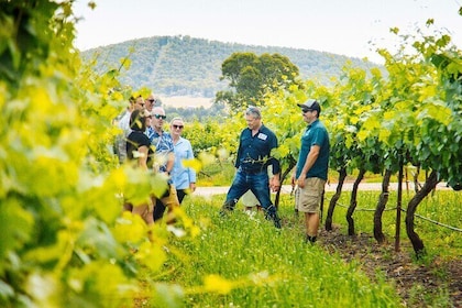 Excursión de cata de vinos de Hunter Valley para grupos pequeños desde Sydn...