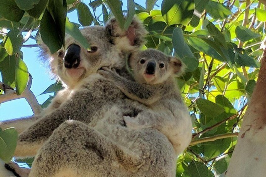 Koala mum and joey