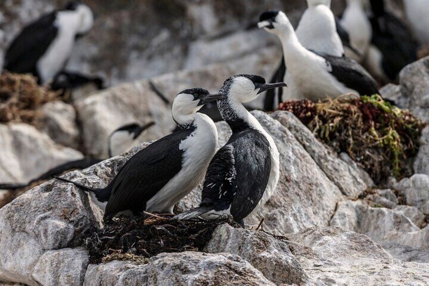 Cormorants