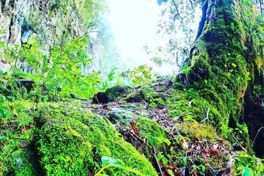 World Heritage Listed Gondwana Rainforest