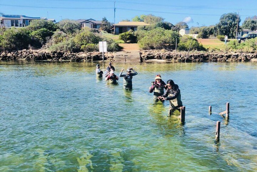 Oyster Farm and Tasting Tour with Hotel Pick-up and return from Port Lincoln