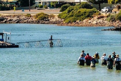 Oyster Farm and Tasting Tour with Hotel Pick-up and return from Port Lincol...