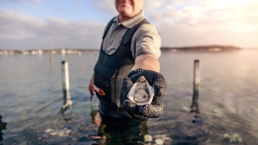 Oyster Farm and Tasting Tour with Hotel Pick-up and return from Port Lincoln