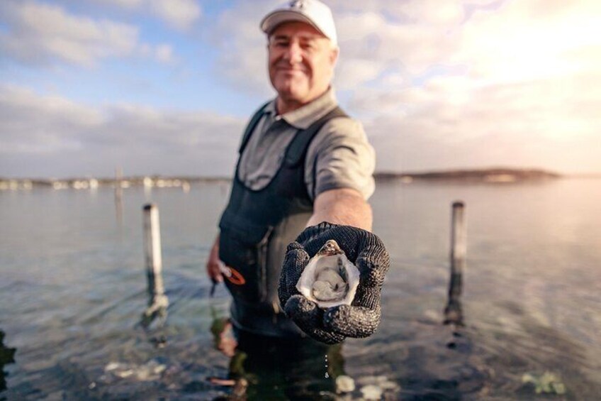 Oyster Farm and Tasting Tour with Hotel Pick-up and return from Port Lincoln